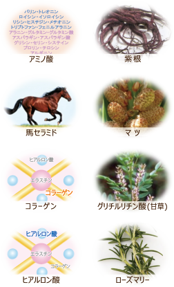 アミノ酸・紫根・馬セラミド・マツ・コラーゲン・グリチルリチン酸（甘草）・ヒアルロン酸・ローズマリー